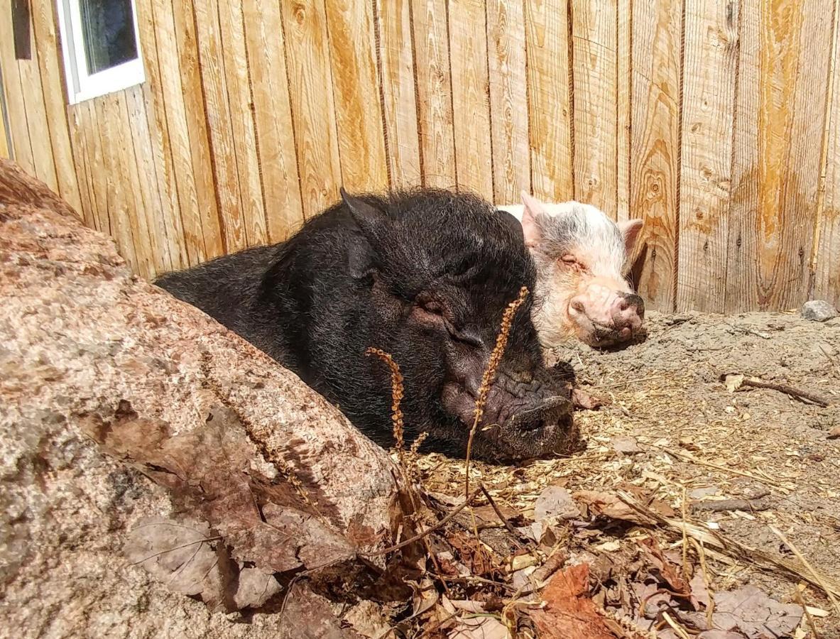 Hebergement Cerfs-Tifie fermette Saint-Félix-d'Otis Buitenkant foto