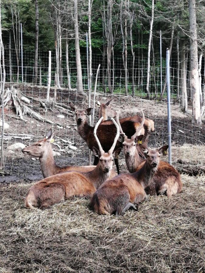 Hebergement Cerfs-Tifie fermette Saint-Félix-d'Otis Buitenkant foto