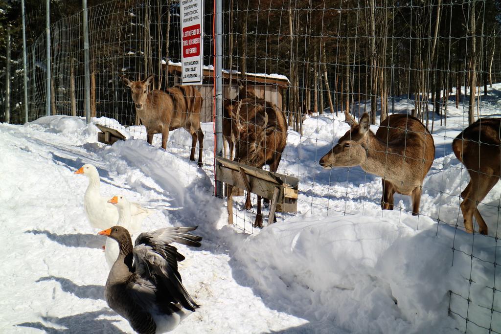 Hebergement Cerfs-Tifie fermette Saint-Félix-d'Otis Buitenkant foto