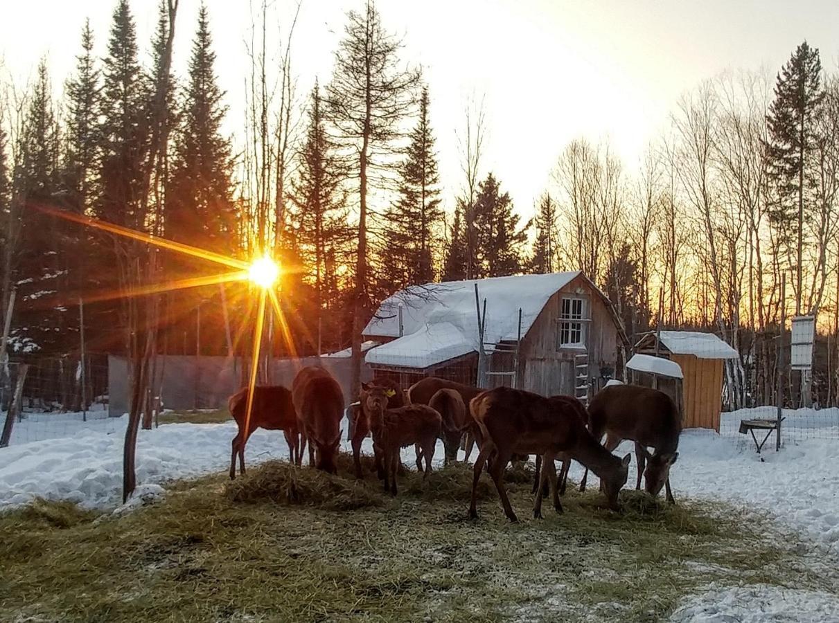Hebergement Cerfs-Tifie fermette Saint-Félix-d'Otis Buitenkant foto